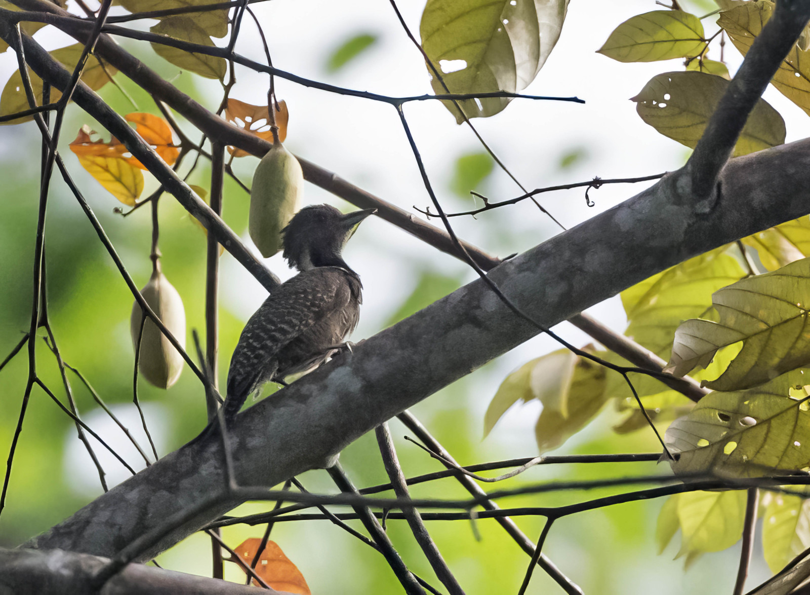 image Buff-necked Woodpecker